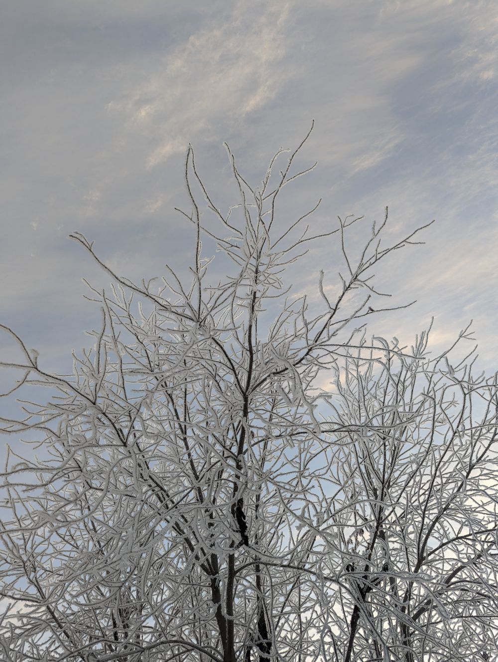 A picture of a tree taken upward from the ground with the morning sky in the background.  The branches are covered in a thick layer of hoar frost.
