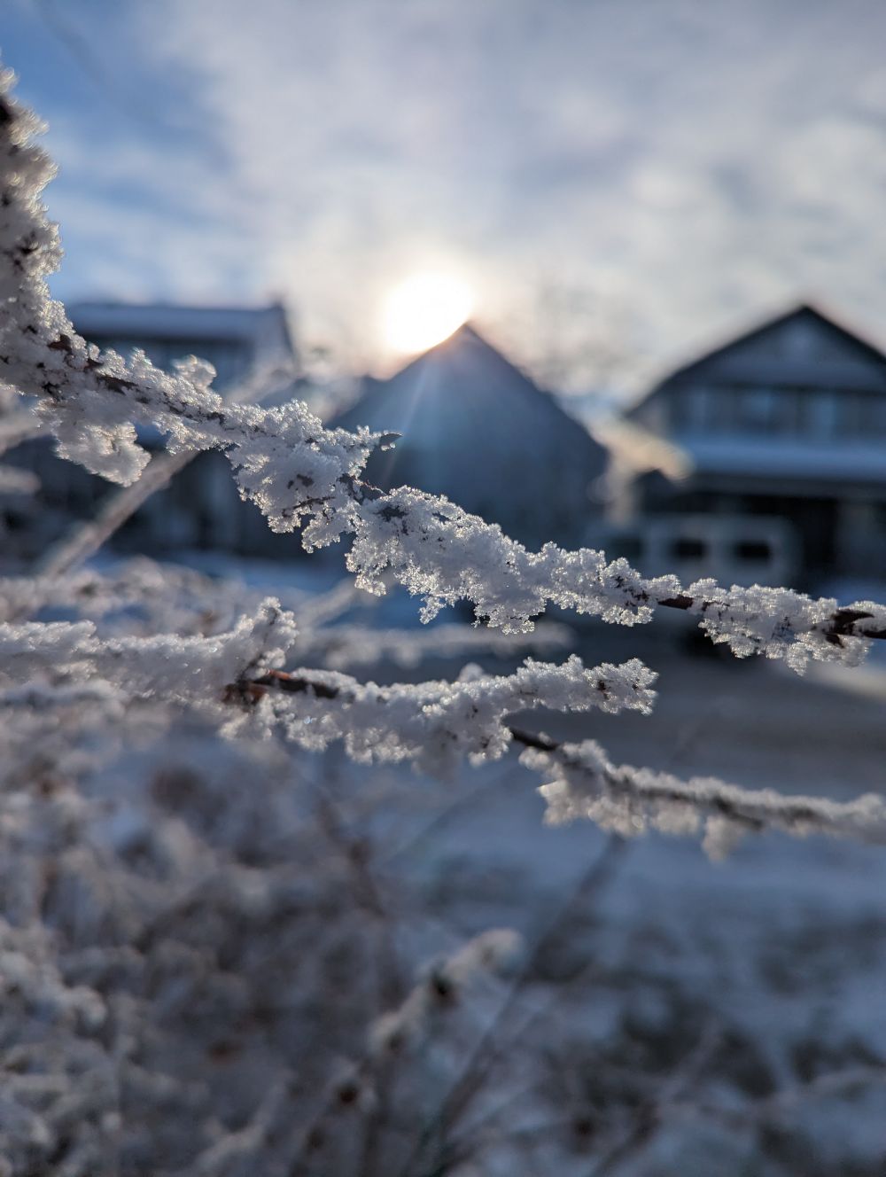 Frost on a branch, the sun peaks over the roof of a house in the background.
