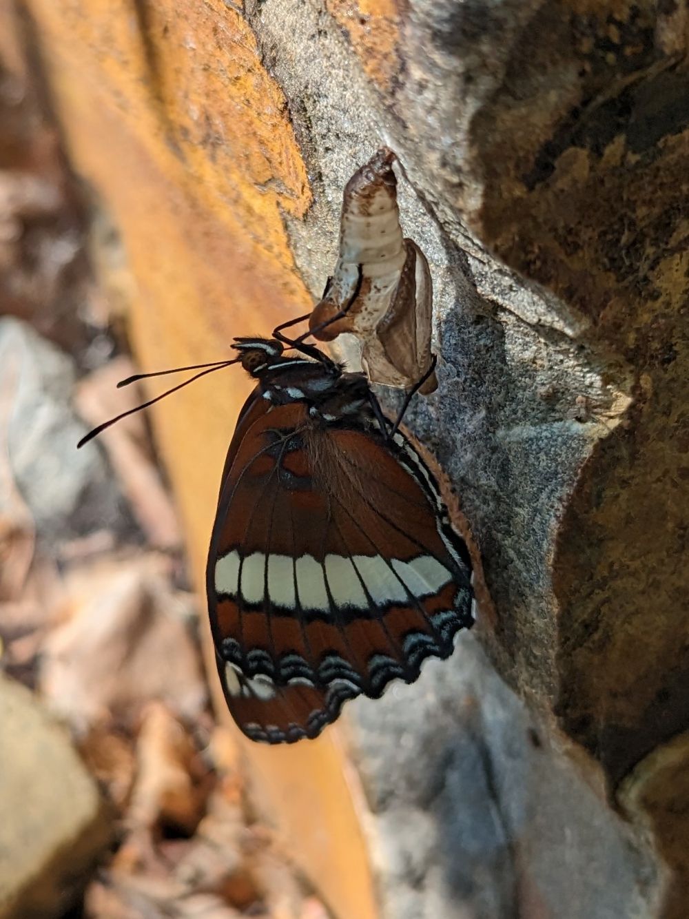 A newly emerged White Admiral butterfly hangs from it's cocoon that's been affixed to the side of a large rock in our garde.