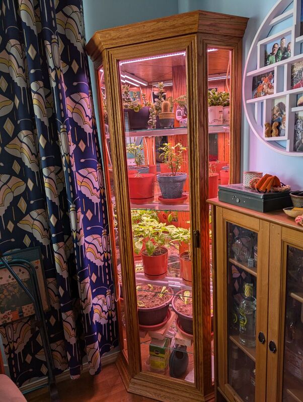 Photo of an old corner china cabinet that I converted into a growing space.