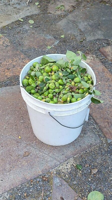 A 20L pail absolutely full of apples I removed.  Thinning is a critical step that encourages a larger, healthier crop while evening out the crop year to year.