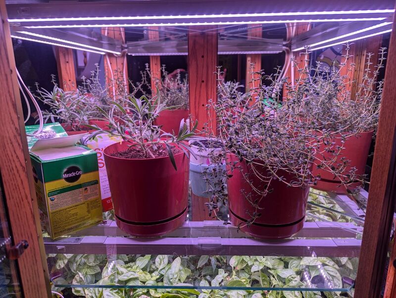 Two potted plants, a small rosemary on the left and thyme on the right.