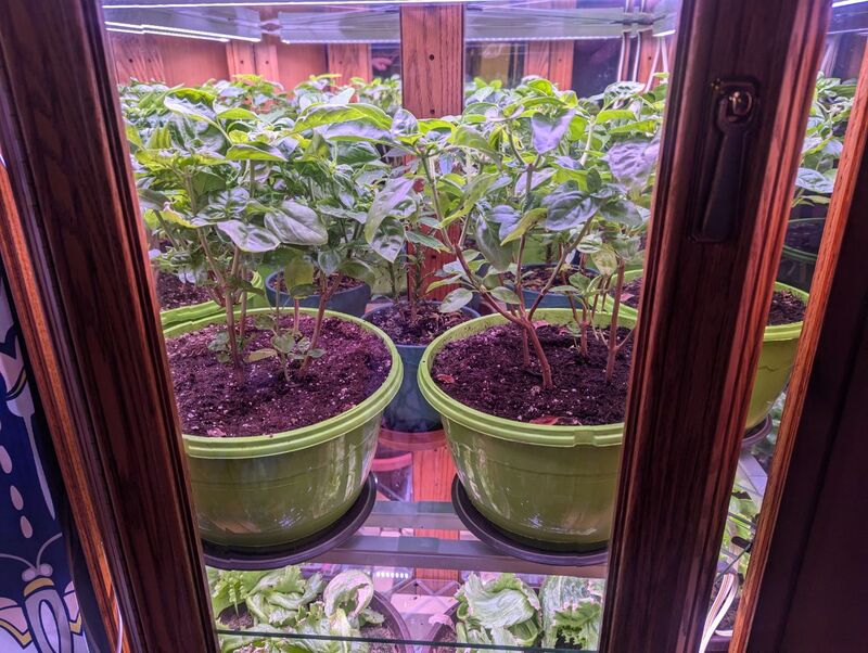 Two pots containing four sweet Italian basil plants each, growing in a corner china cabinet converted into a growing space.